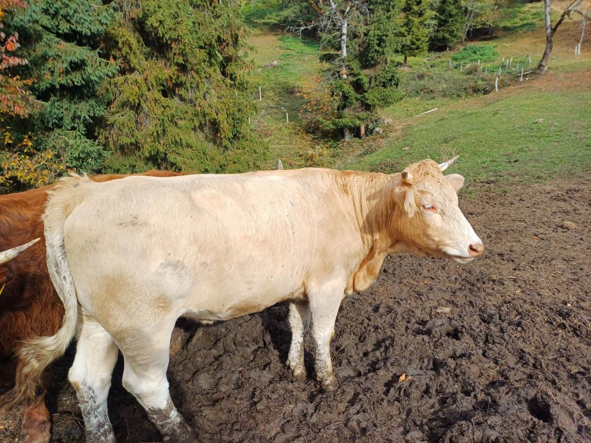 Kärntner Blondvieh 1