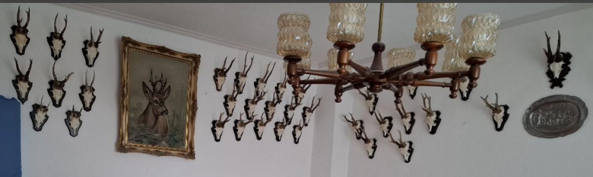 Rehbock-Trophäen mit Schädel auf Holzschild 2