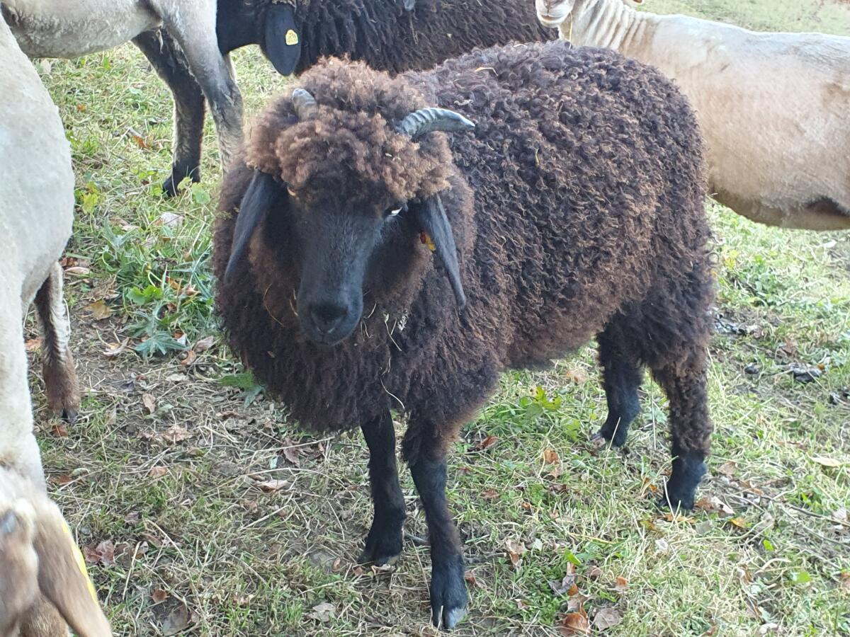 Weibliche Lämmer Alpines Steinschaf und Zuchtwidder gekört 1