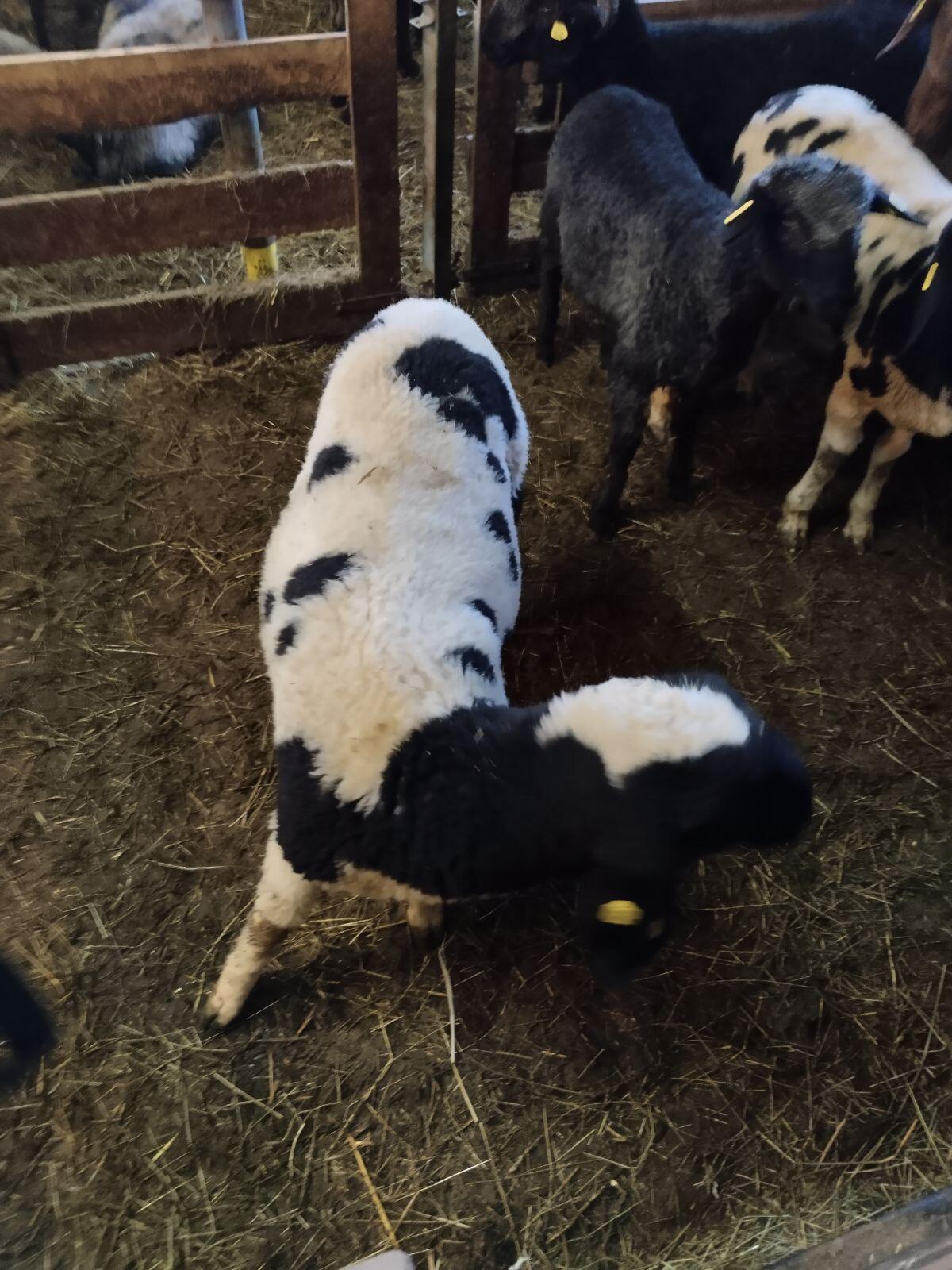 Scheckenjungwidder 6 Monate 2