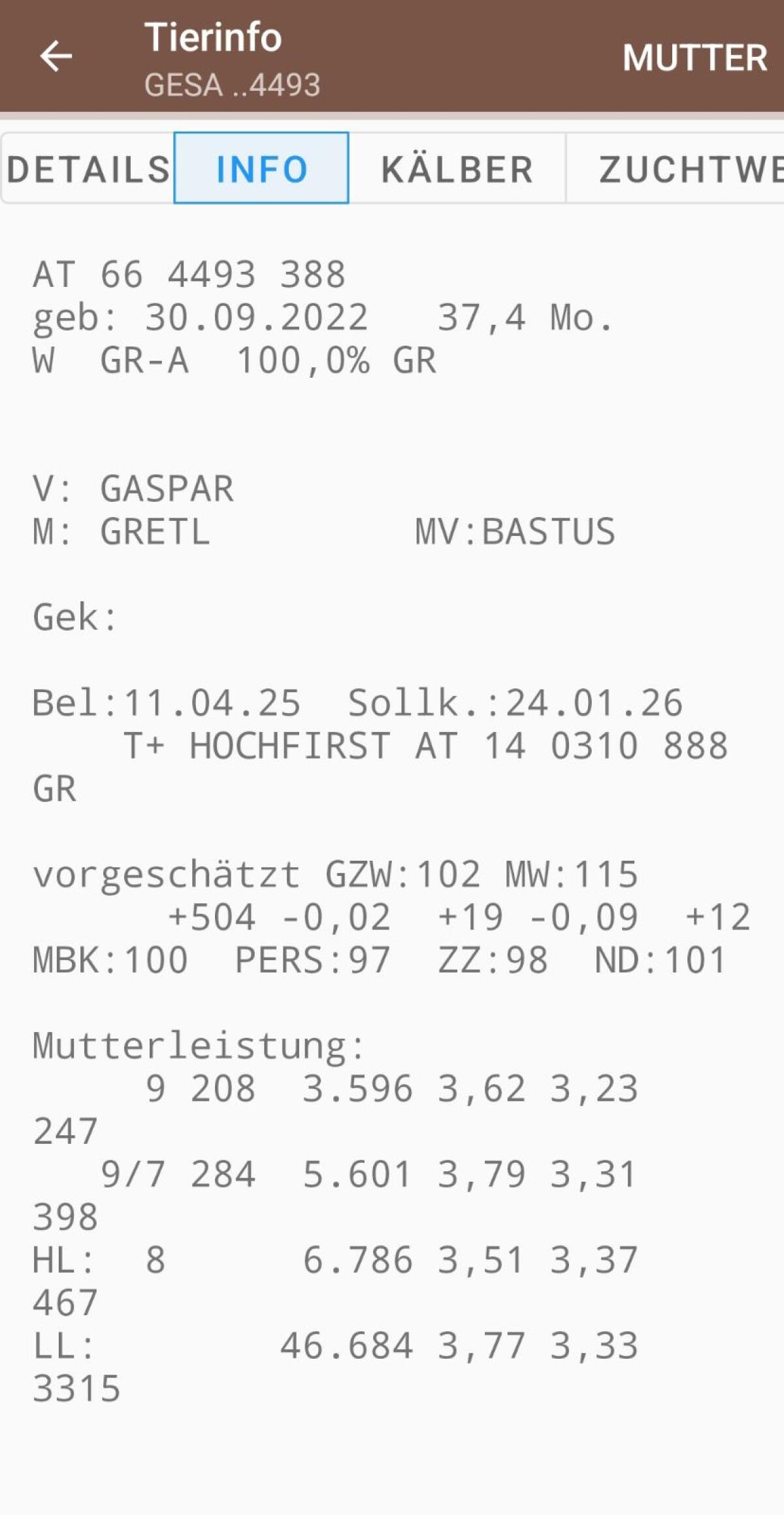 Graue Kalbin von Bio-Betrieb 3