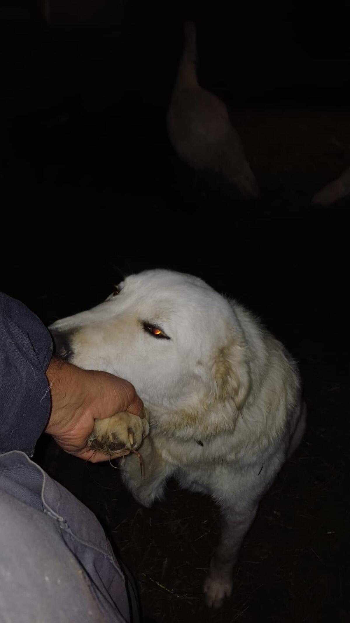 Maremmen-Abruzzen-Hündin aus Südtirol (cert. Zucht) 2