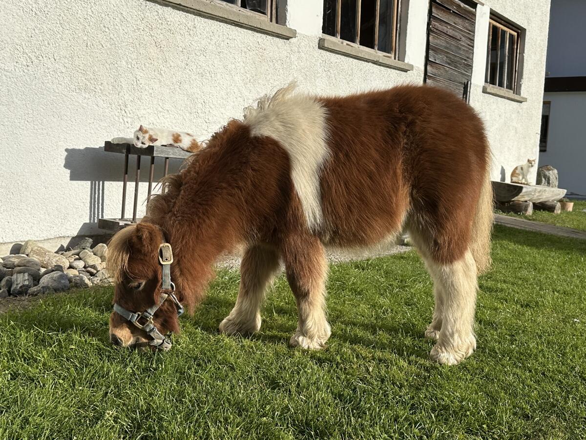 Minipony Hengst Absetzer 3