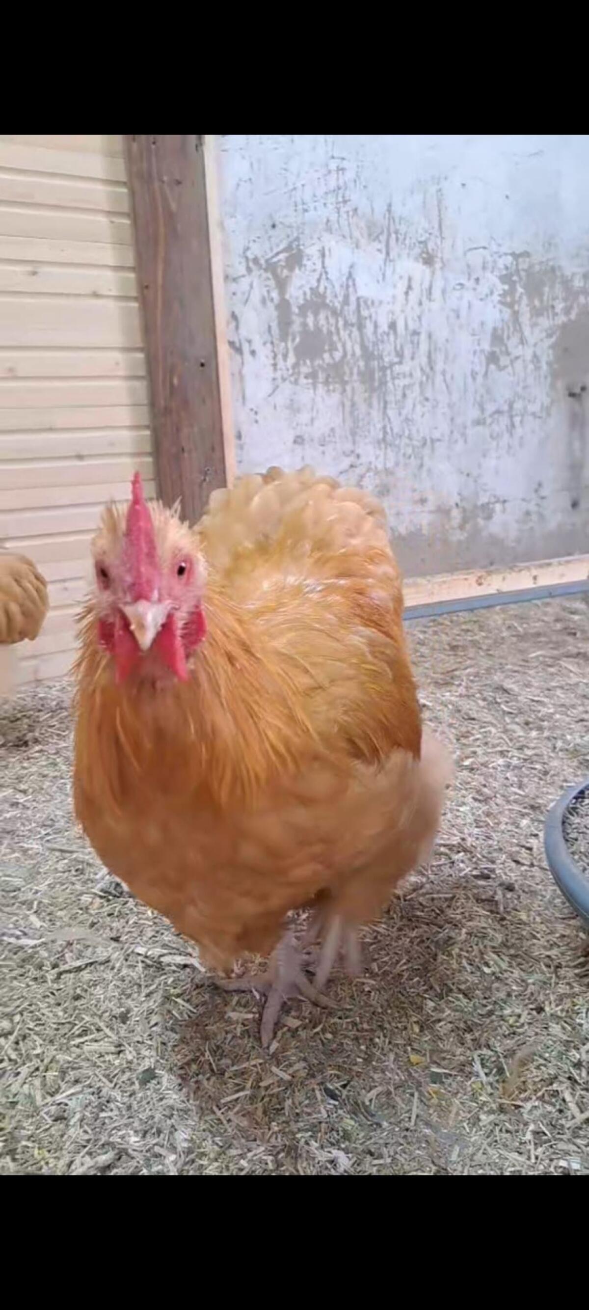 2 Zwerg Orpington Hähne (2025) 2