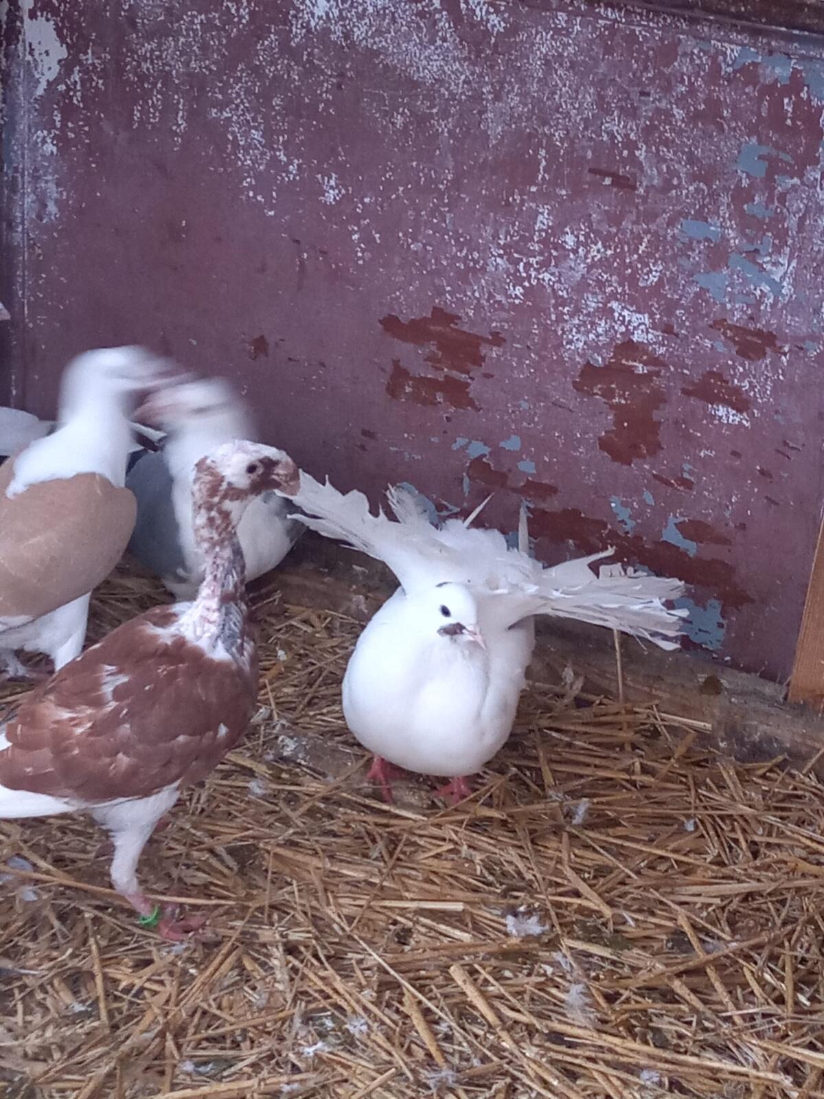 Pfautauben, 2 junge 2