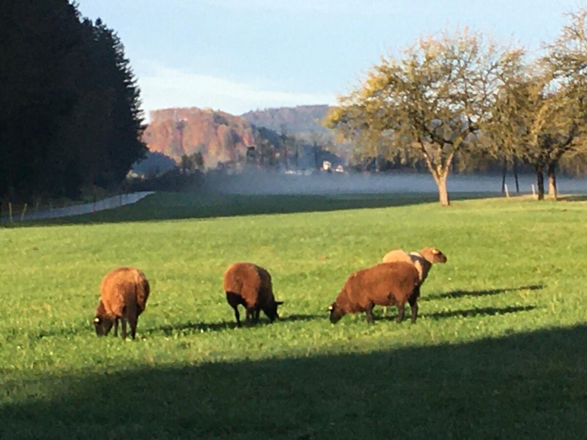Jura Mutterschafe trächtig 2