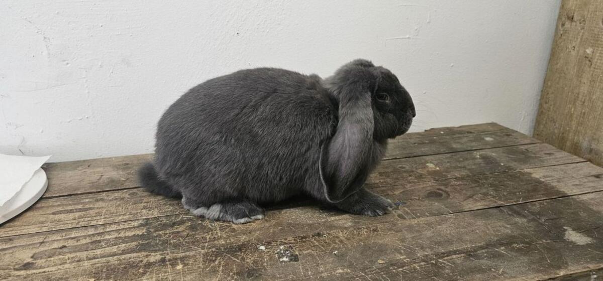 Deutsche Widder, Zwergwidder 2