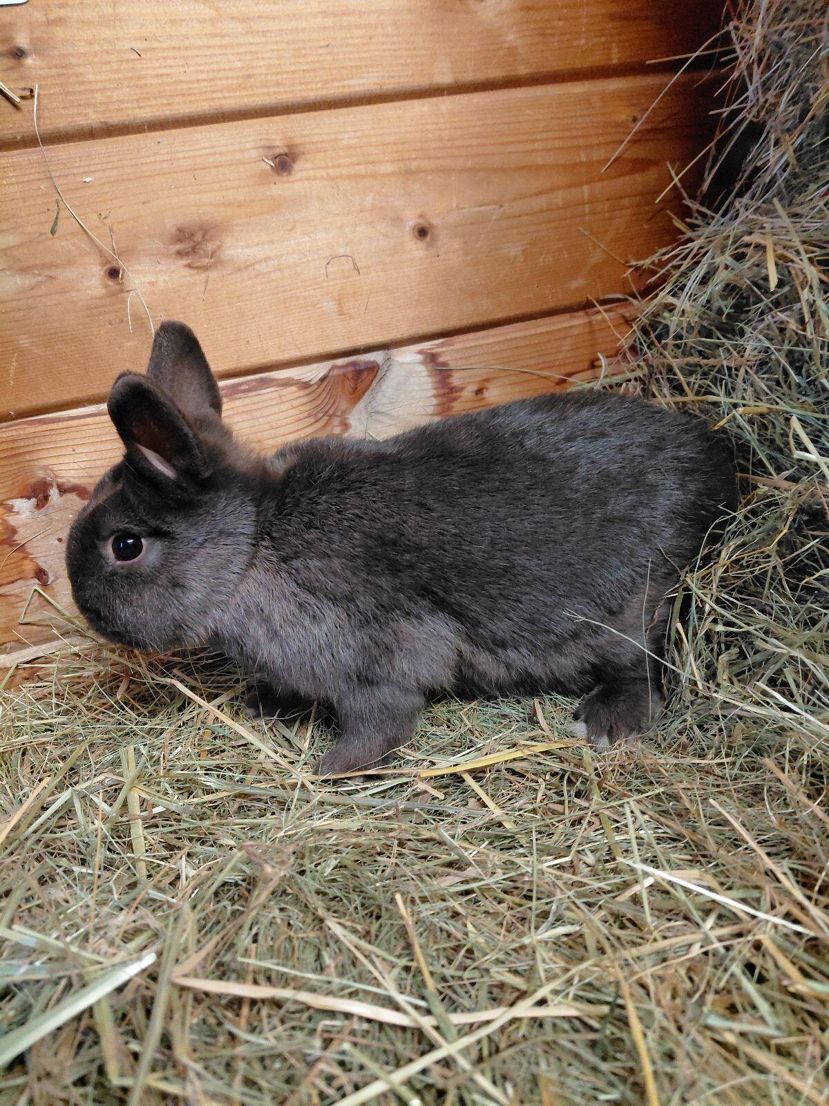 Farbenzwerg Havanna, Zwergkaninchen, Kaninchen 3