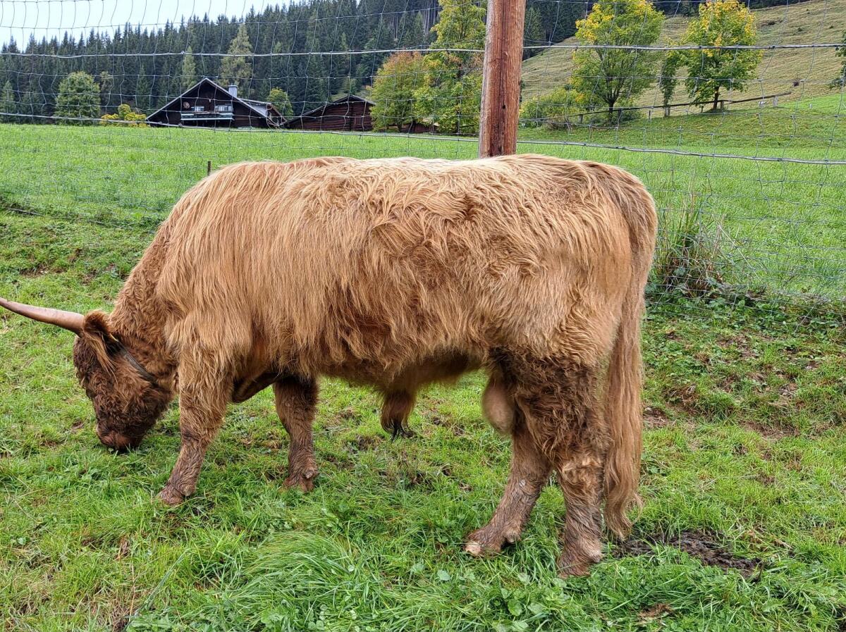 Mini Highland Stier / Mini Hochlandrind 2