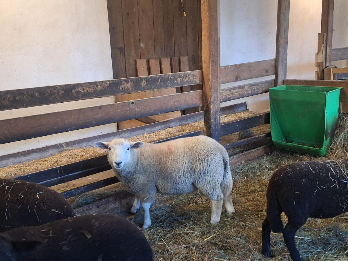 Widderlamm Lleyn x Meatlinc 2