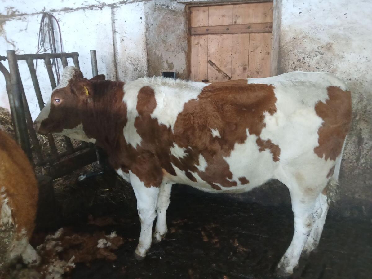 Bio Kalbinnen trächtig 1