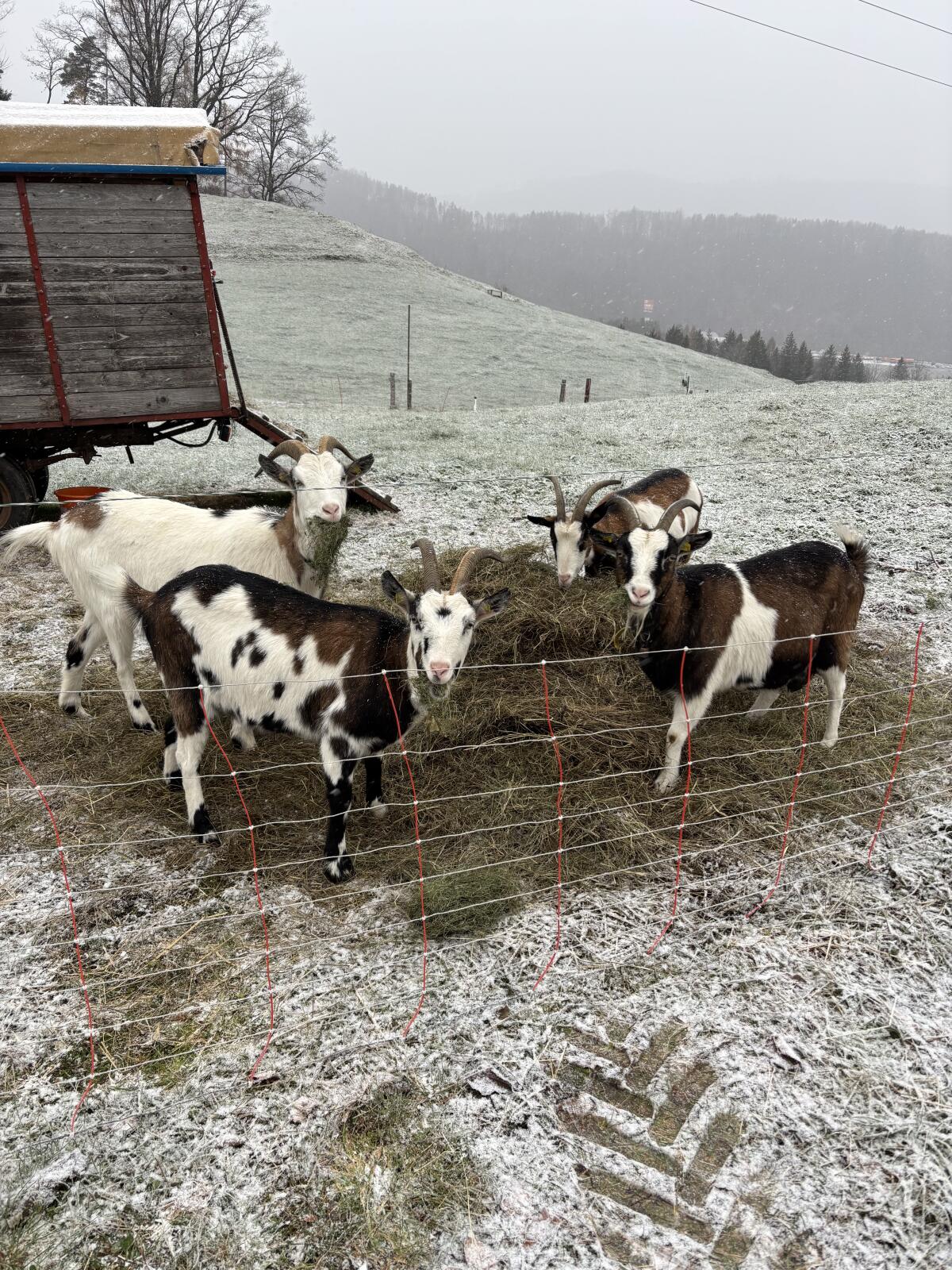 Tauernschecken (4 Tiere) 2