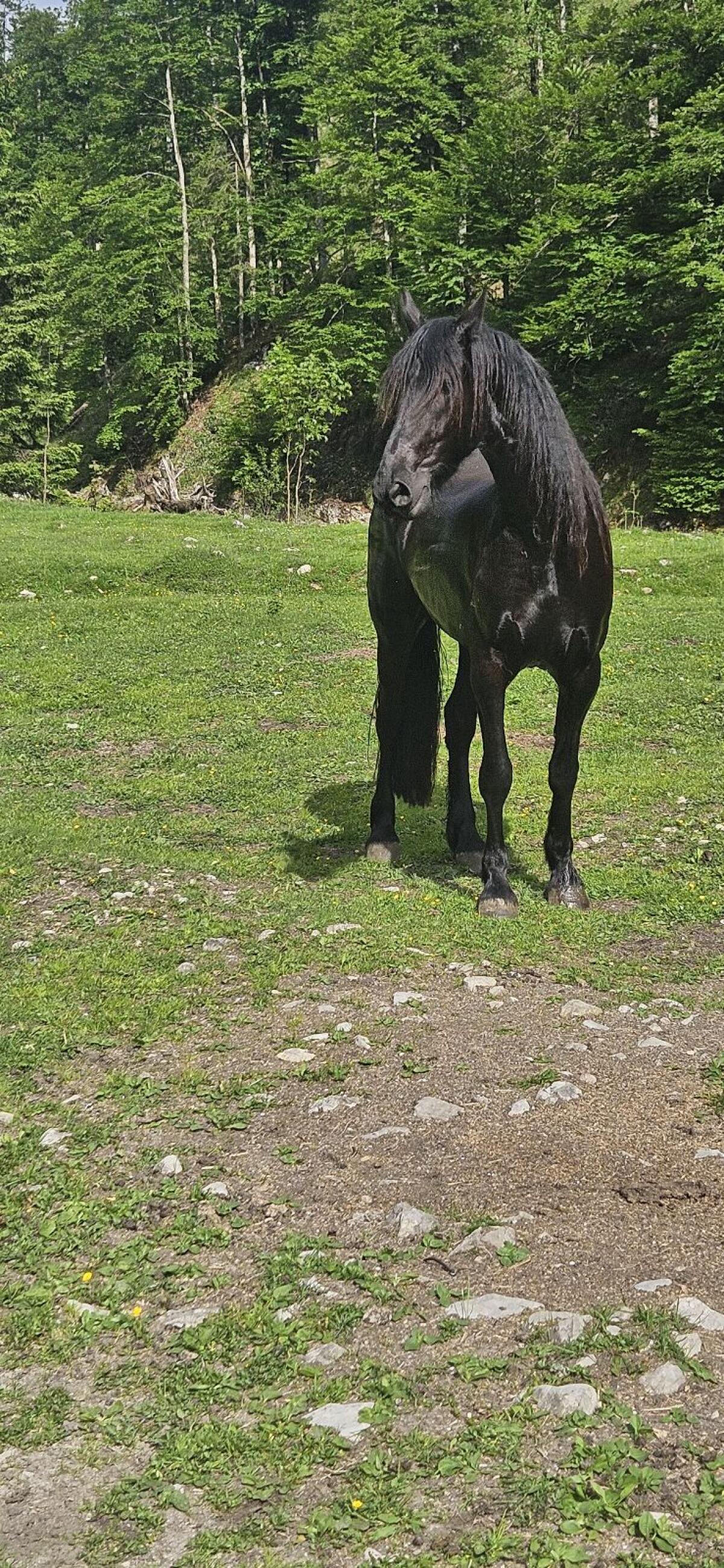 Barockpinto Wallach 3