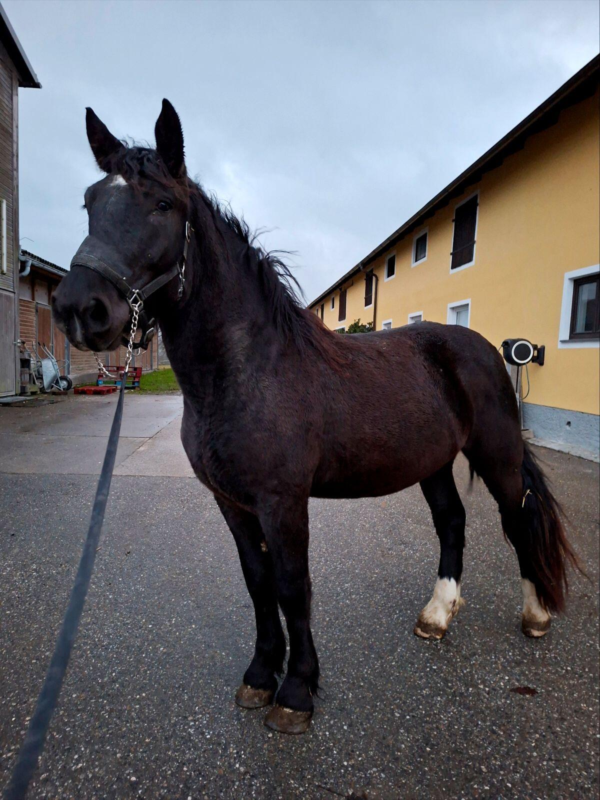 Noriker Wallach 2,5 Jahre 1