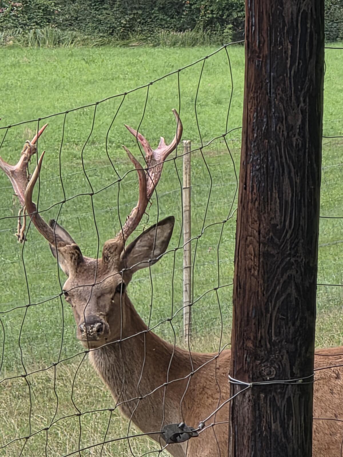 Prachtvoller Rotwildhirsch für Zucht im 1. Kopf 2