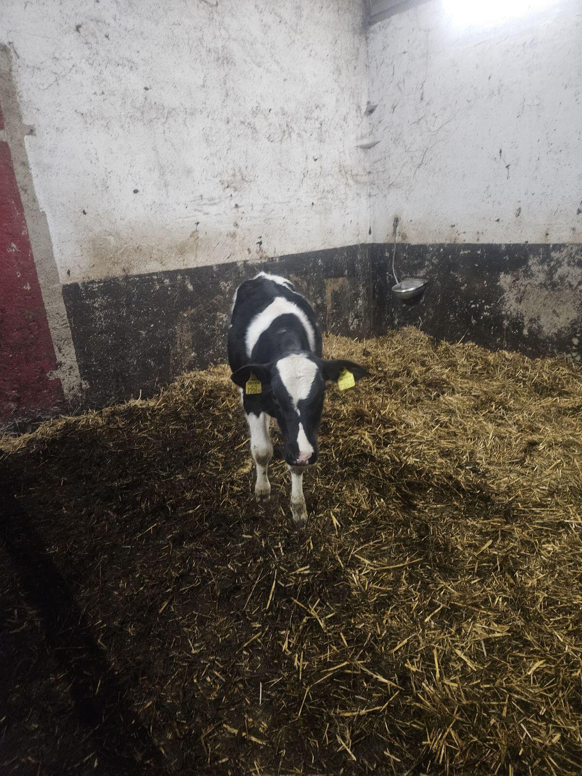 Holstein Stierkälber 1