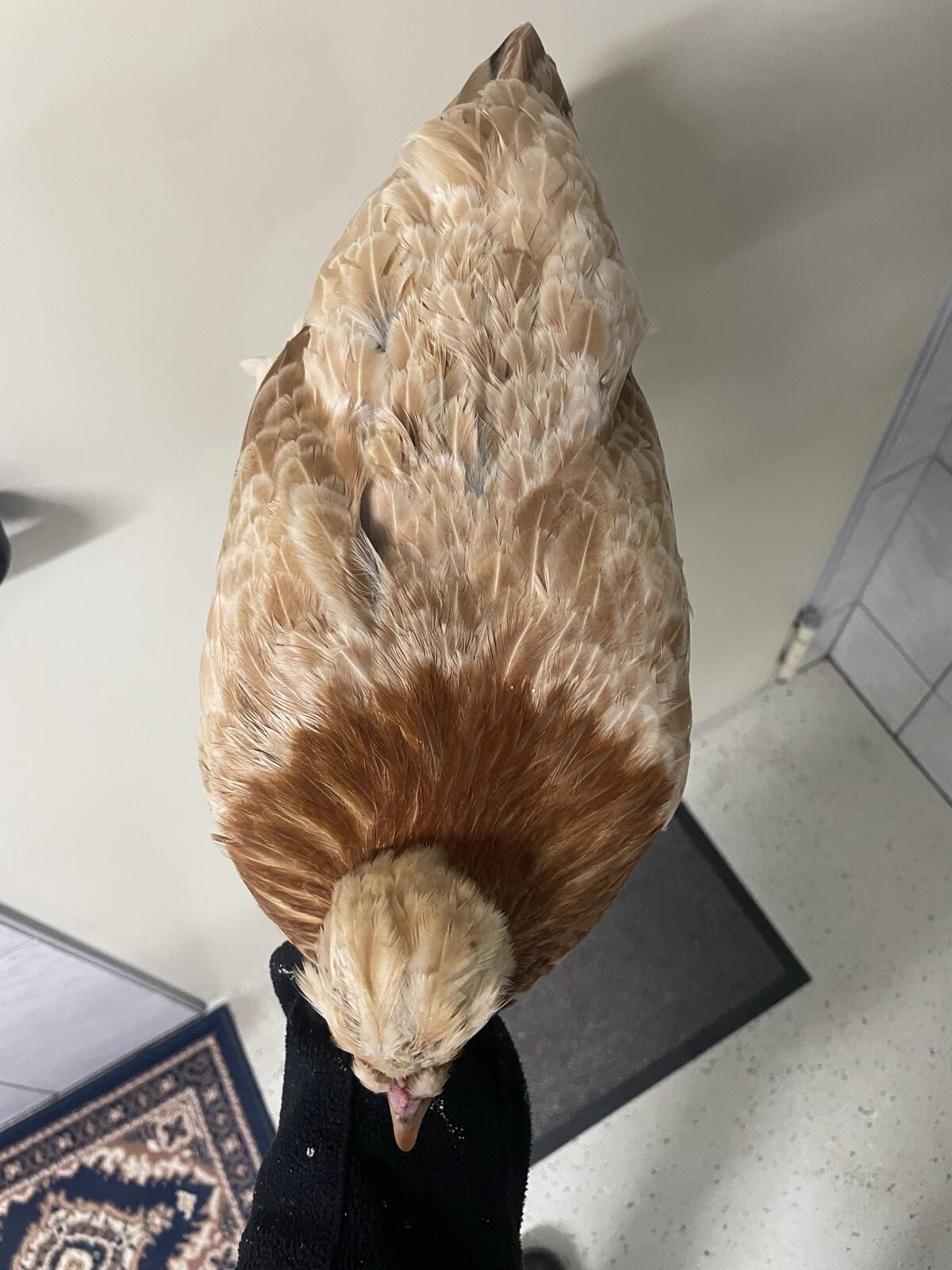 Zwerg-Sulmtaler (Gold-Weizenfarbig) Hühner zu verkaufen 2