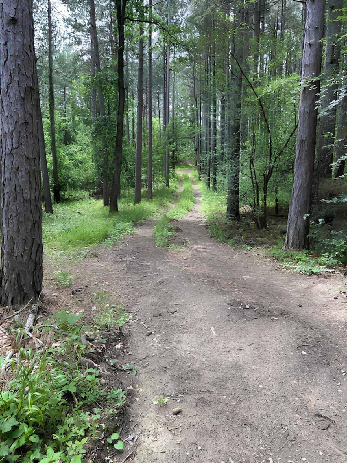 Waldgrundstück Zweierwald 2