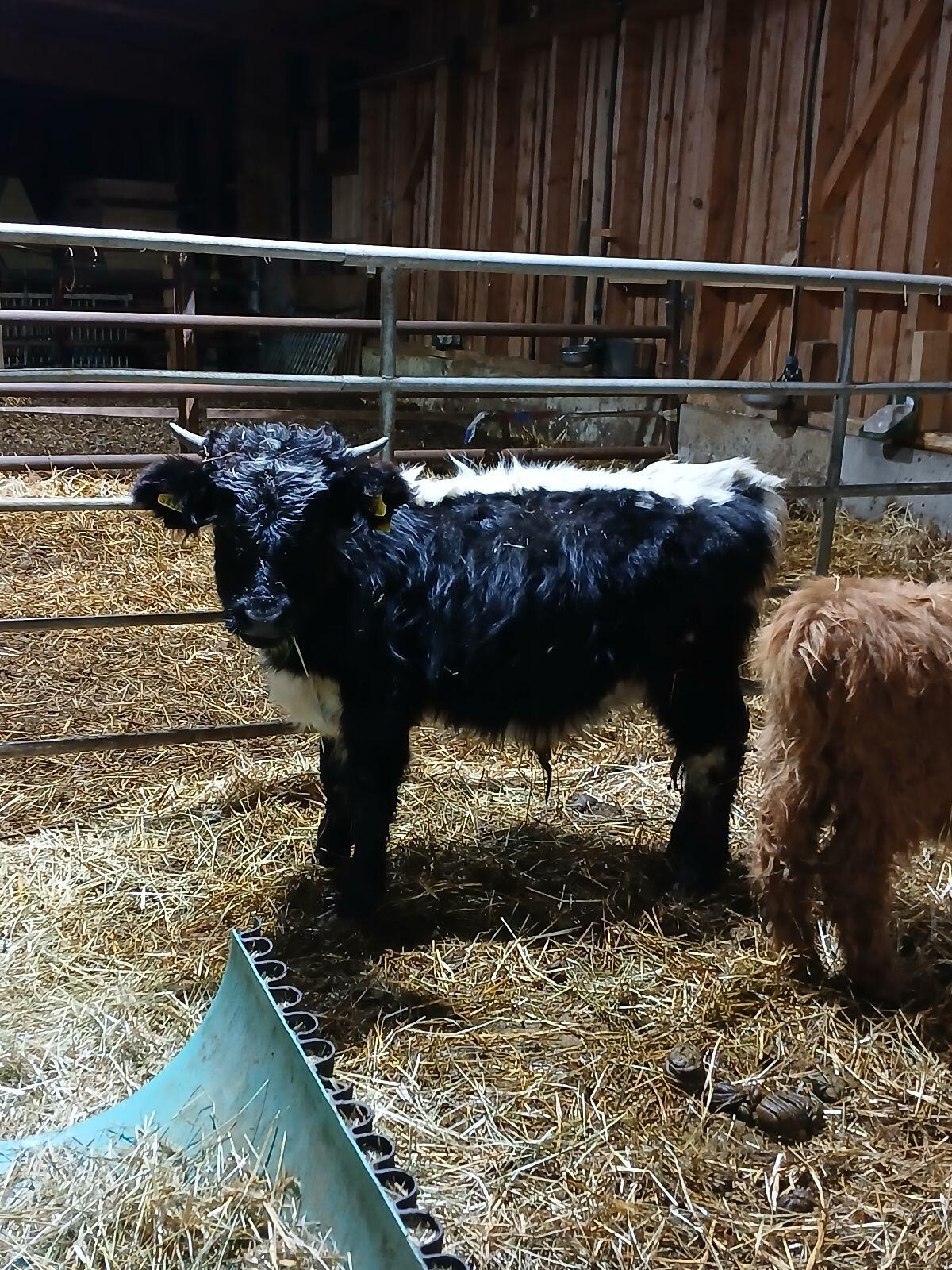 Pustertaler Sprinzen 1