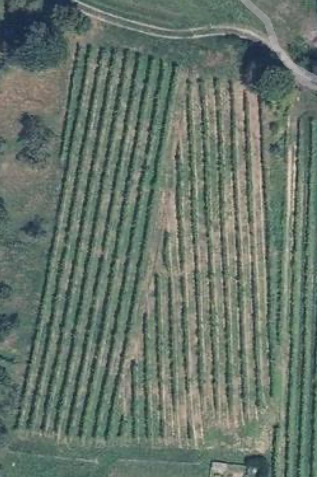 Weingarten zu verpachten 1