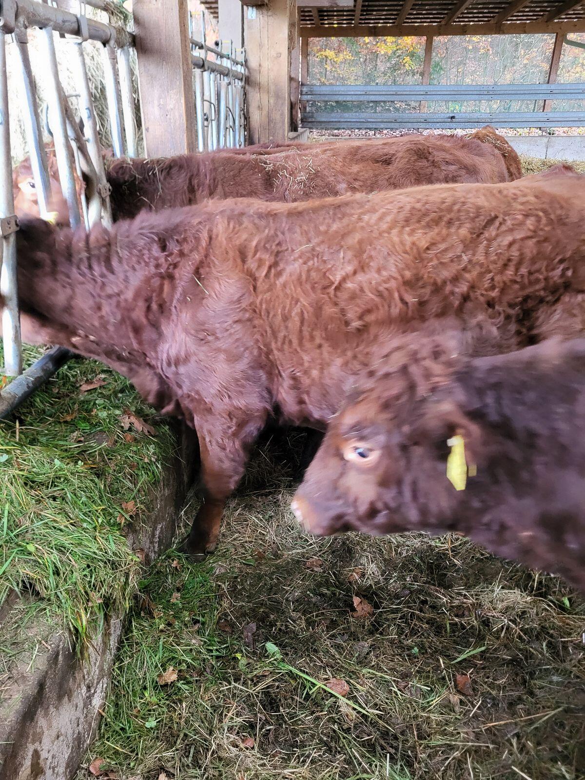 Deutsch Angus Bio Absetzer männlich 2