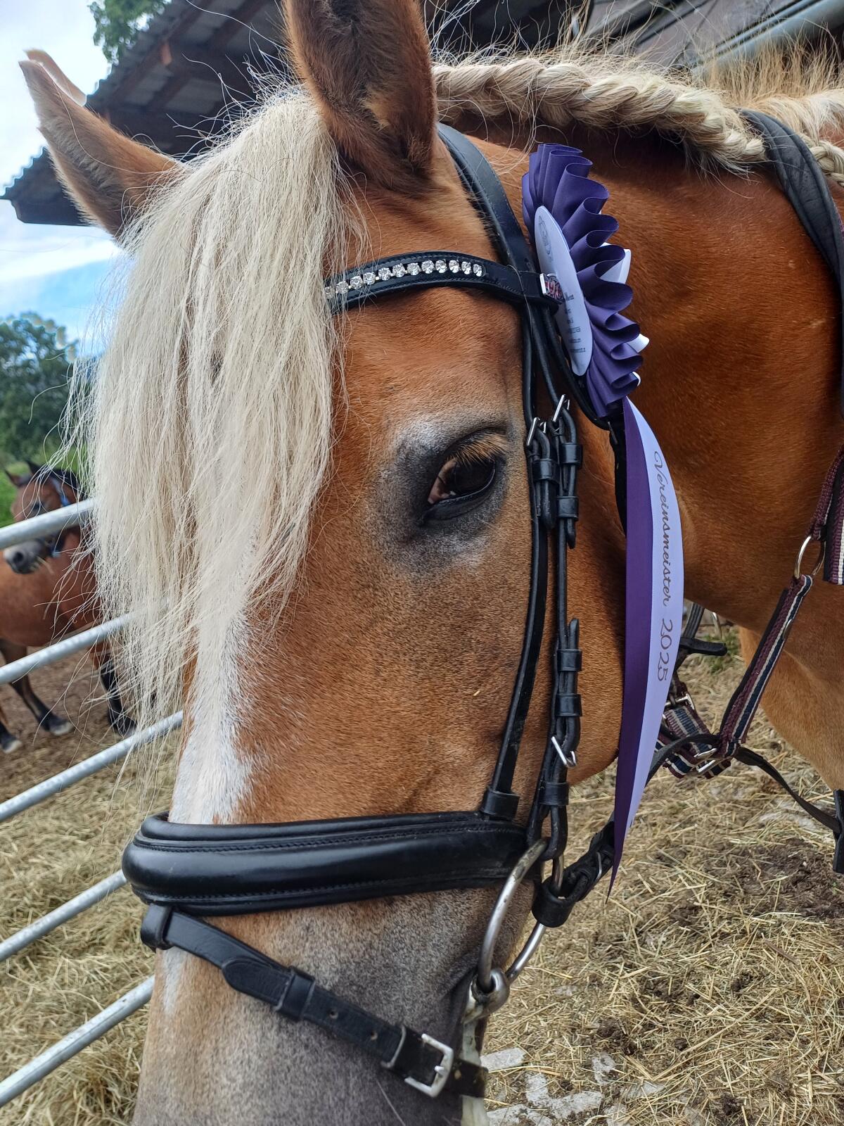 21-jährige Haflingerstute 1