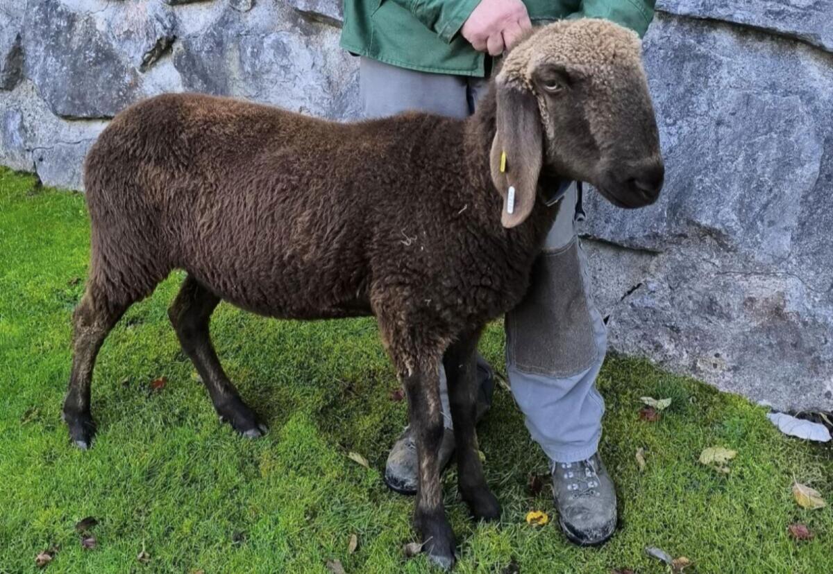 Verkaufe braunes Bergschaf Kilbern HB 1