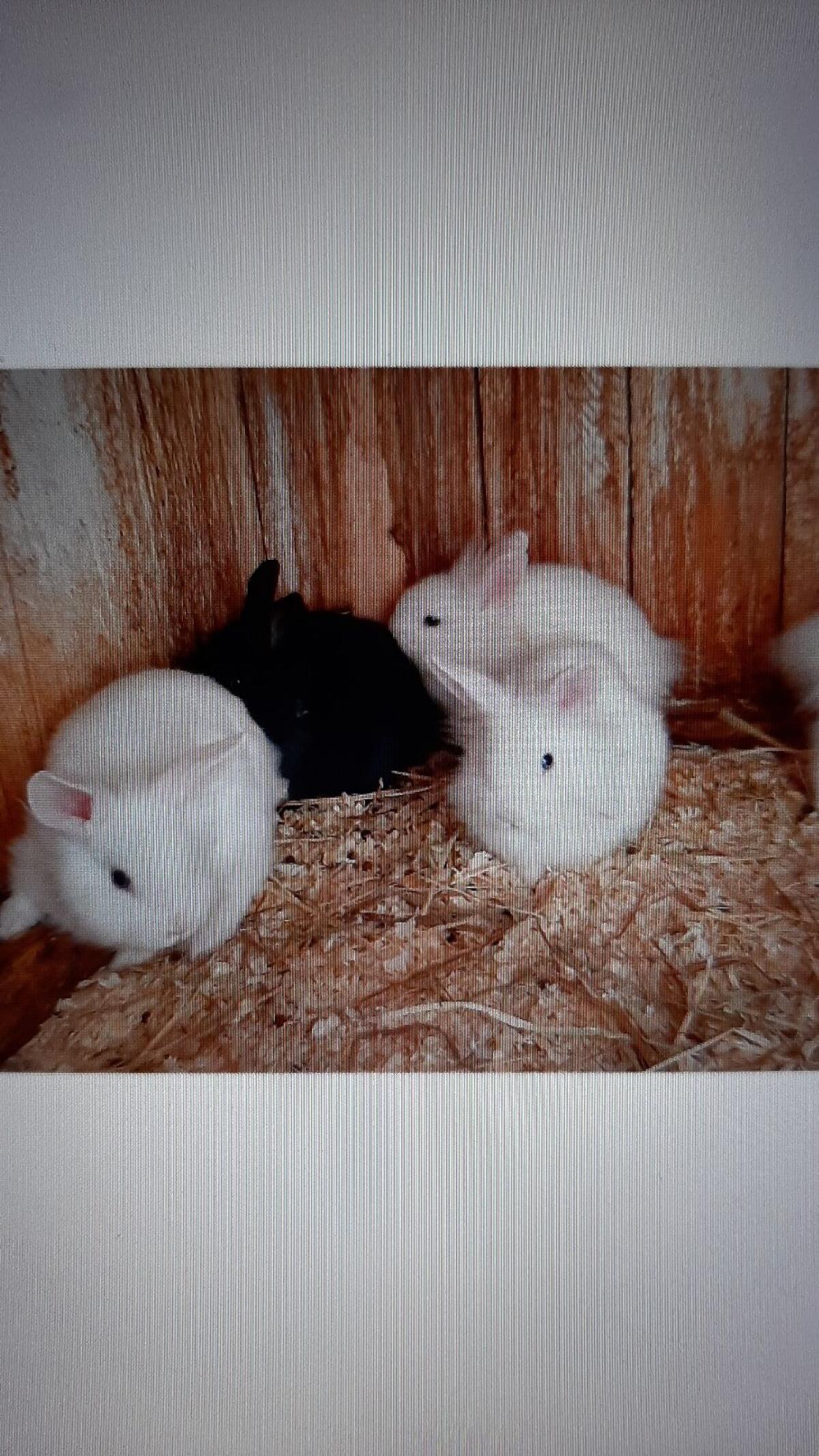 Löwenkopf-Mix Kaninchen 3