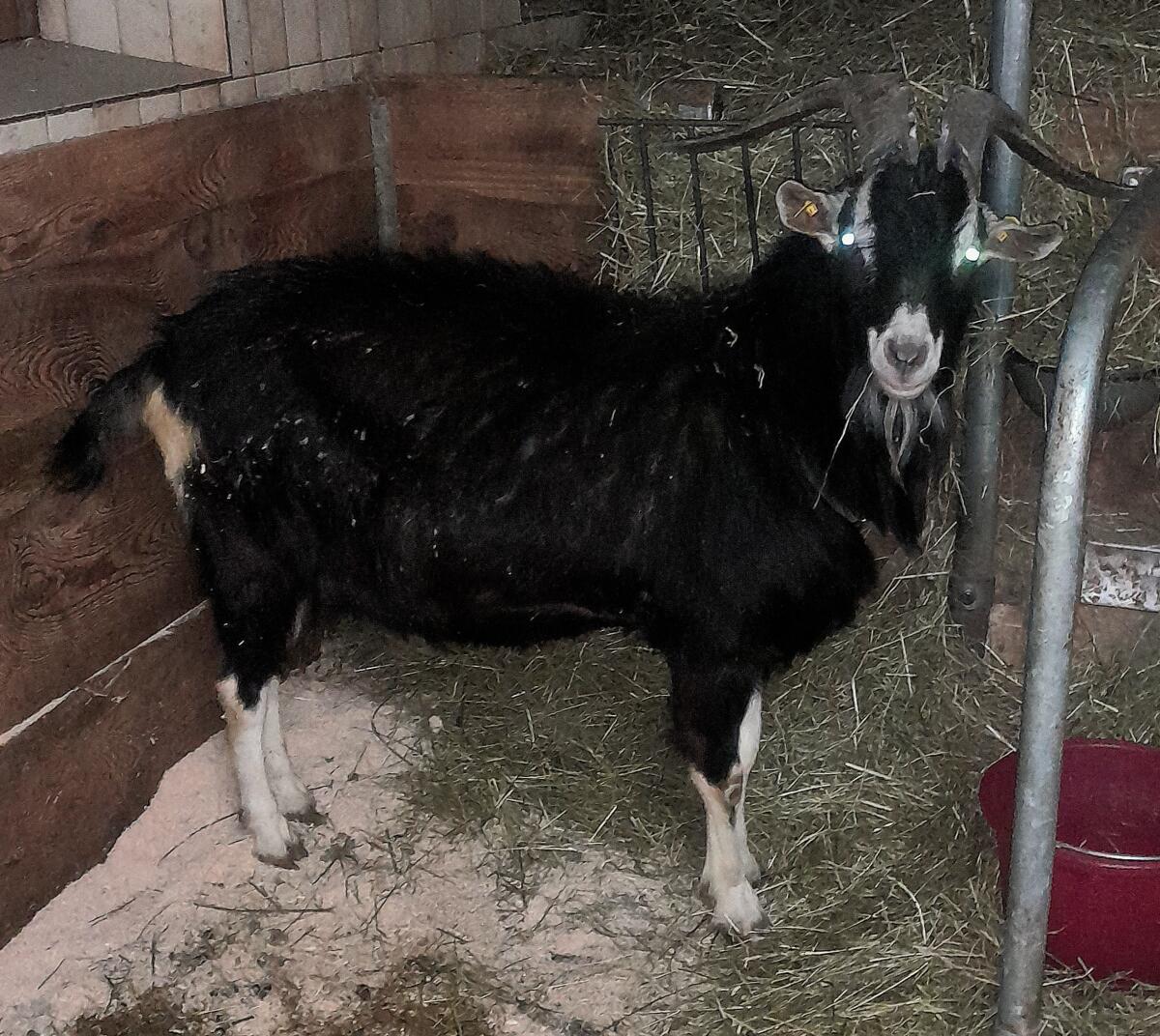 Bündner Strahlenziegen Bock 1