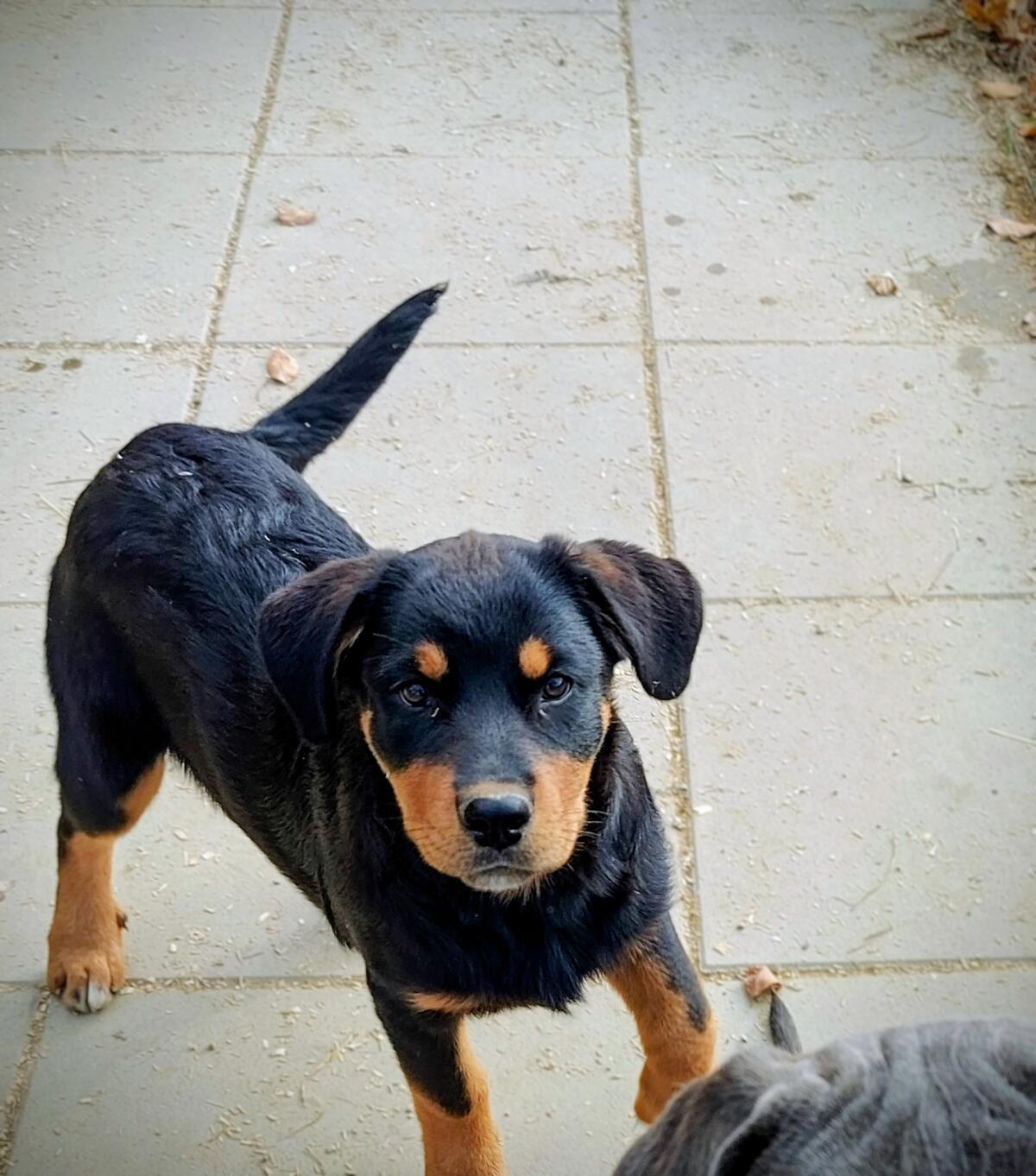 Rottweiler x Aussie Mädchen, 12 Wochen jung 1