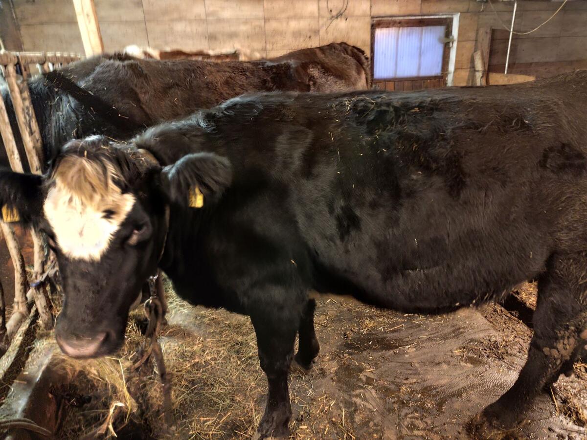 Fleck-Angus Kuh zu verkaufen, trächtig 1