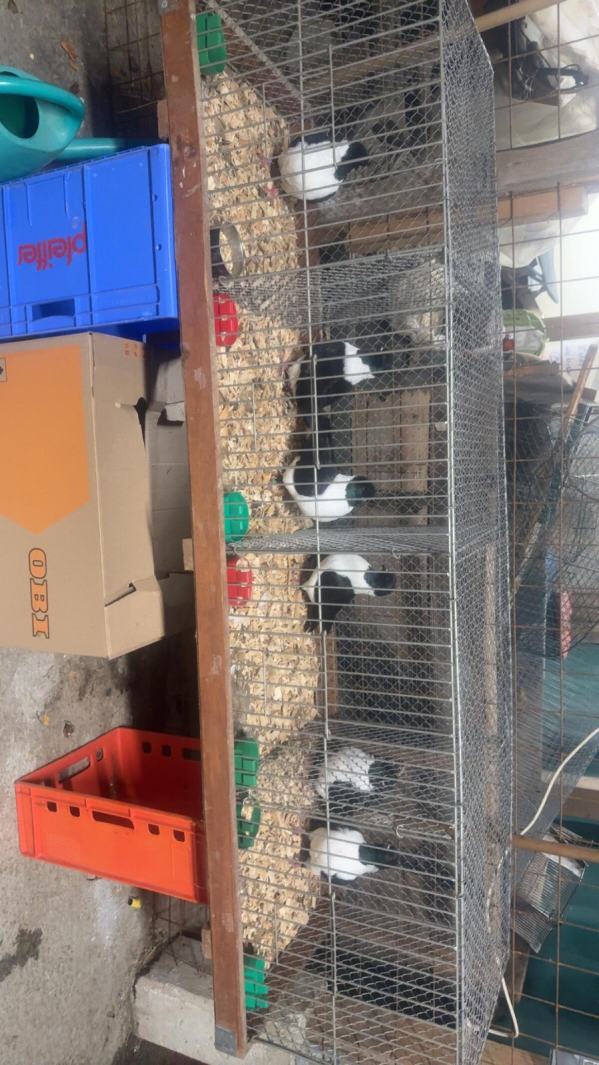 Mährische Strasser Tauben 1