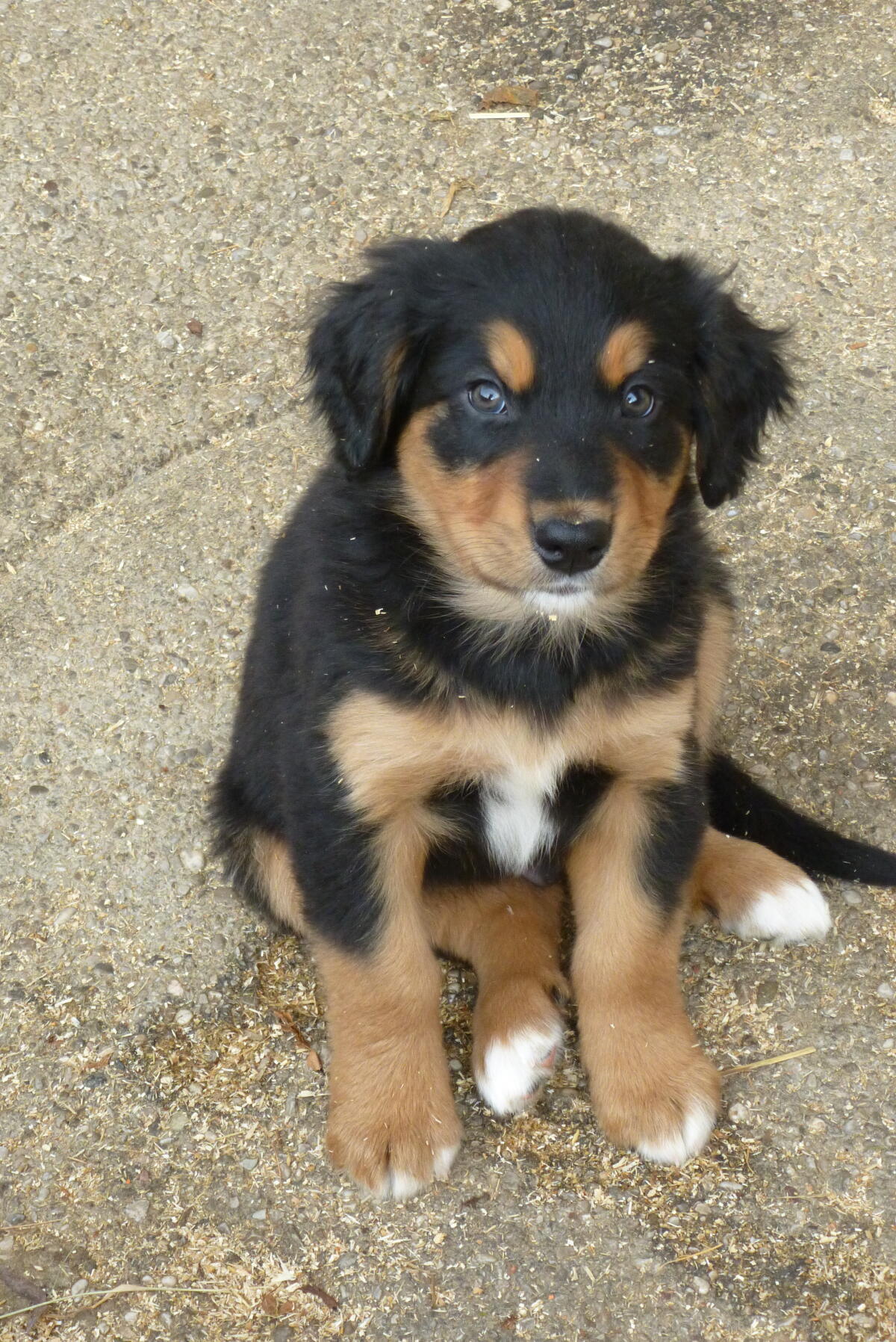 Berner Sennen Hovawart Mischlingswelpen 2