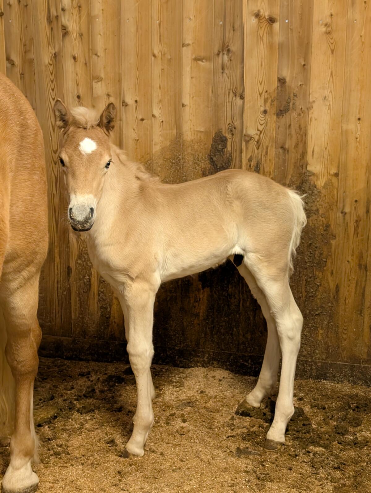 Original Tiroler Haflinger, Hengstfohlen 3
