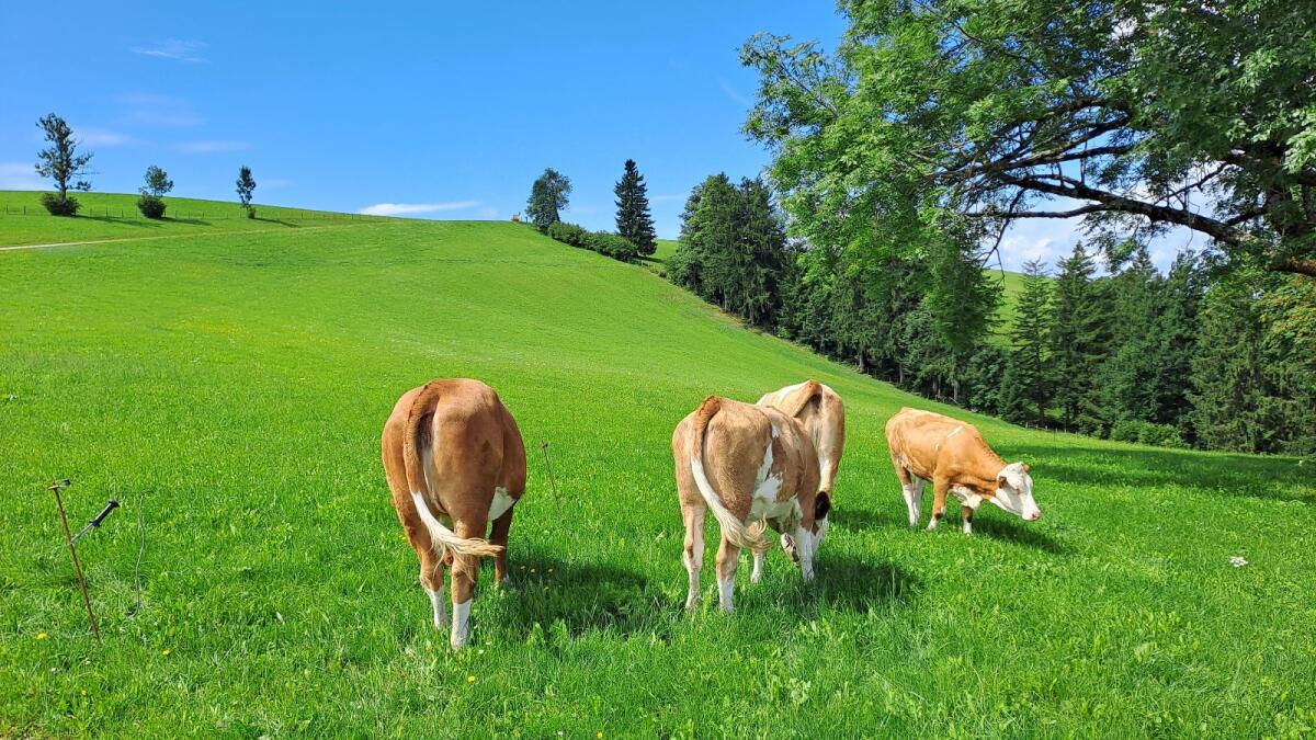 Großträchtige Kalbin 1