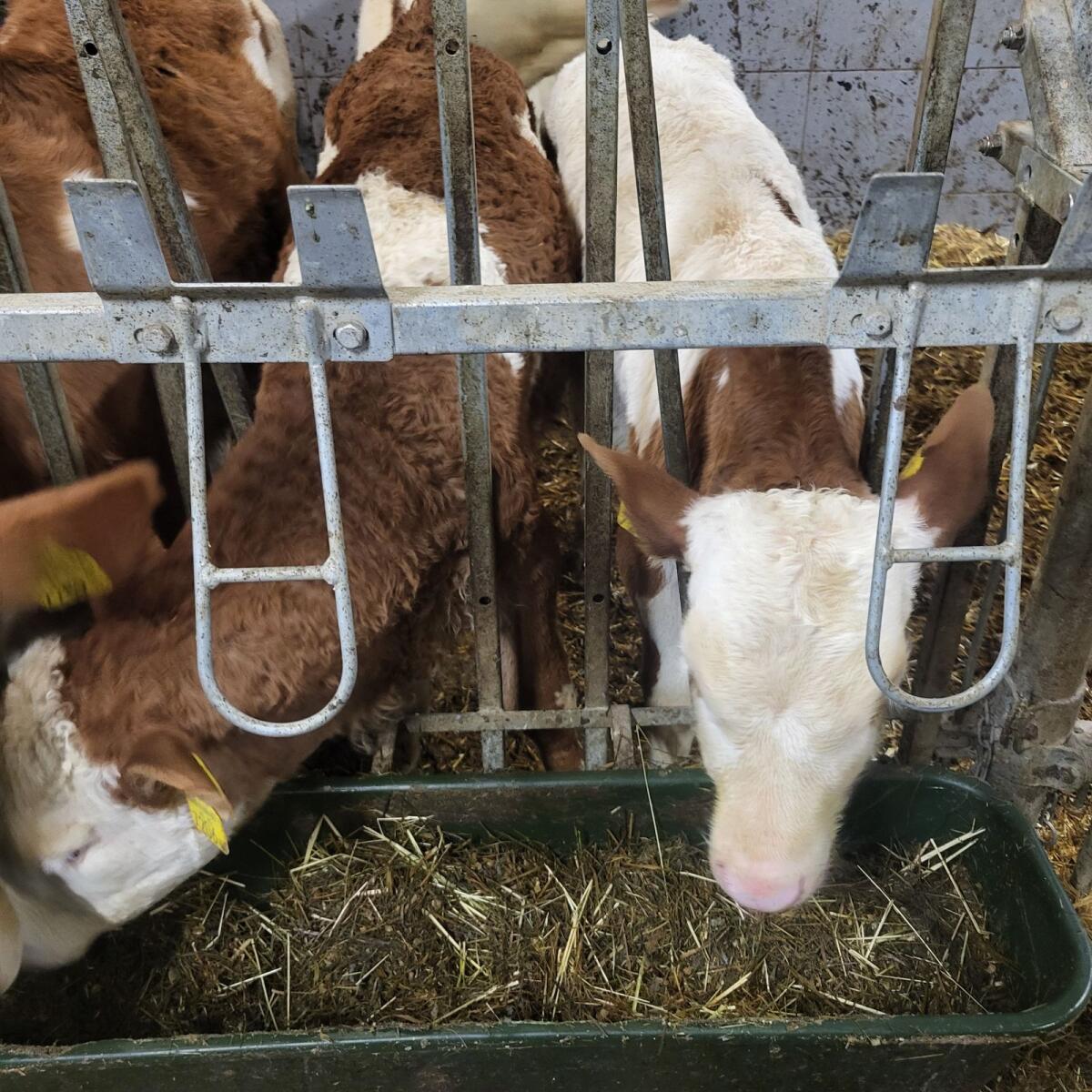 Fleckvieh Stierkälber 1