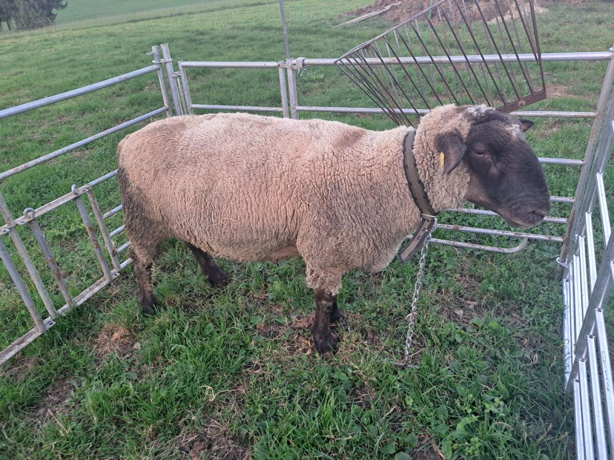 Schwarzkopf Zuchtbock 2