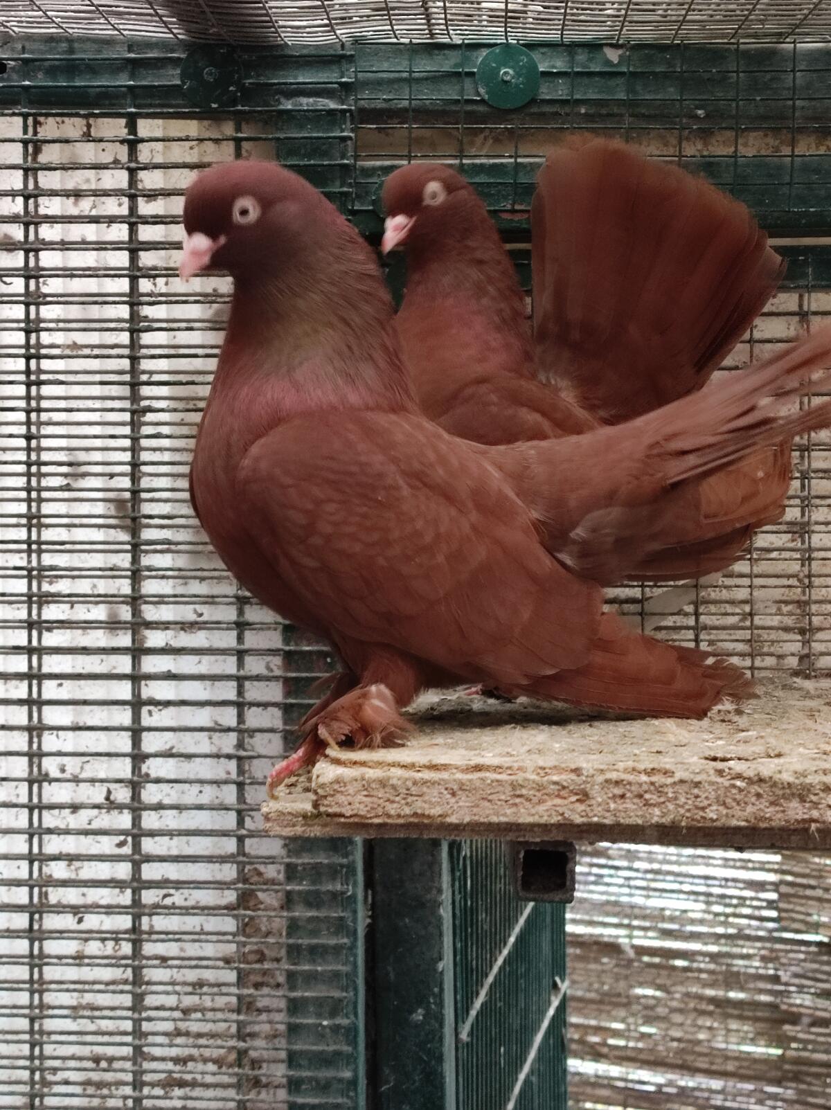 Regensburger Tümmler 2