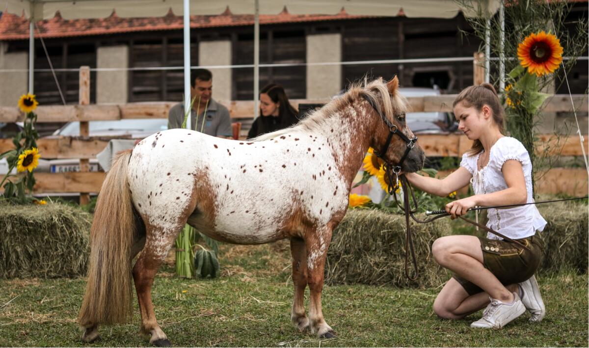 Minipony Stute für Freizeit und Abenteuer 1