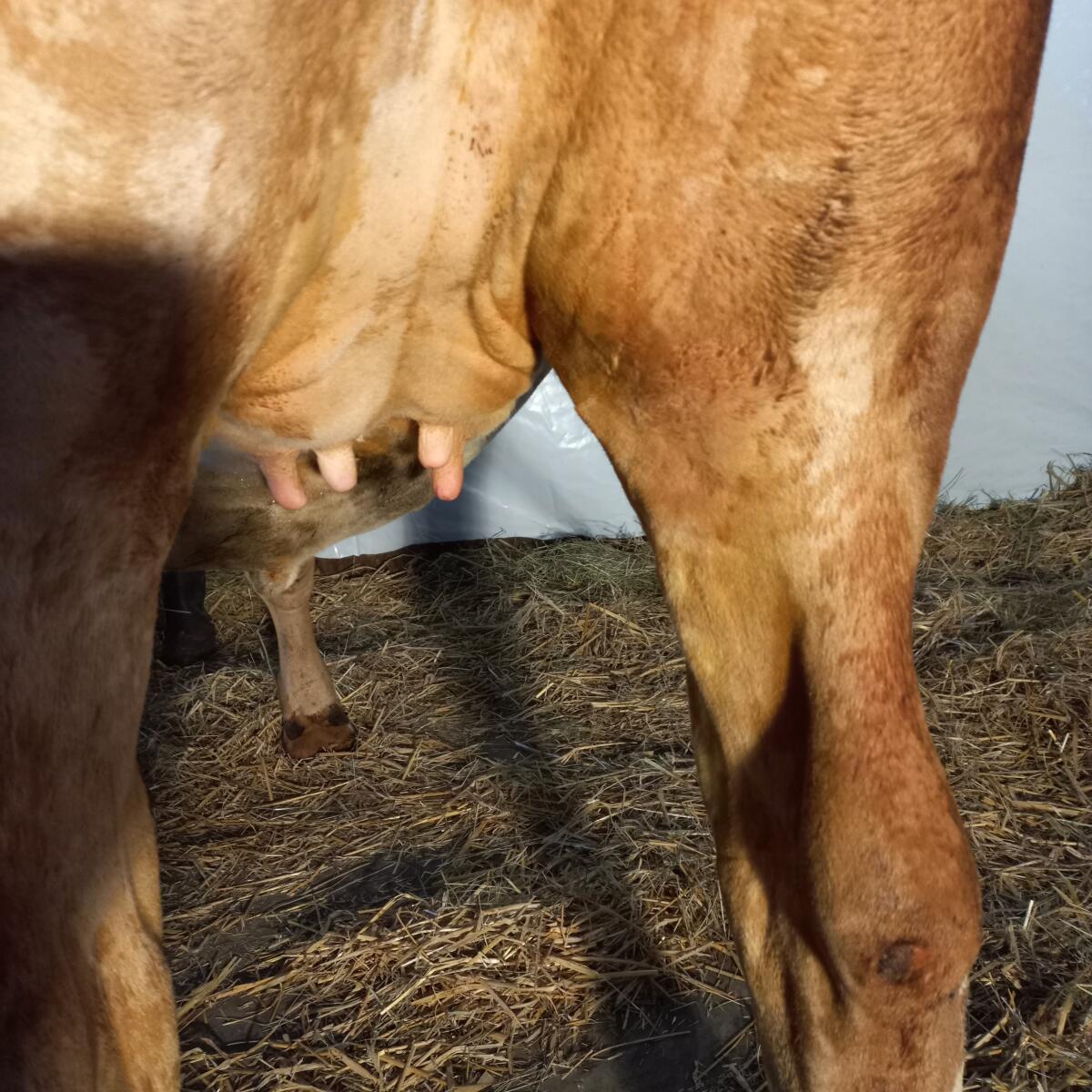 Verkaufe trächtige Kalbin 2