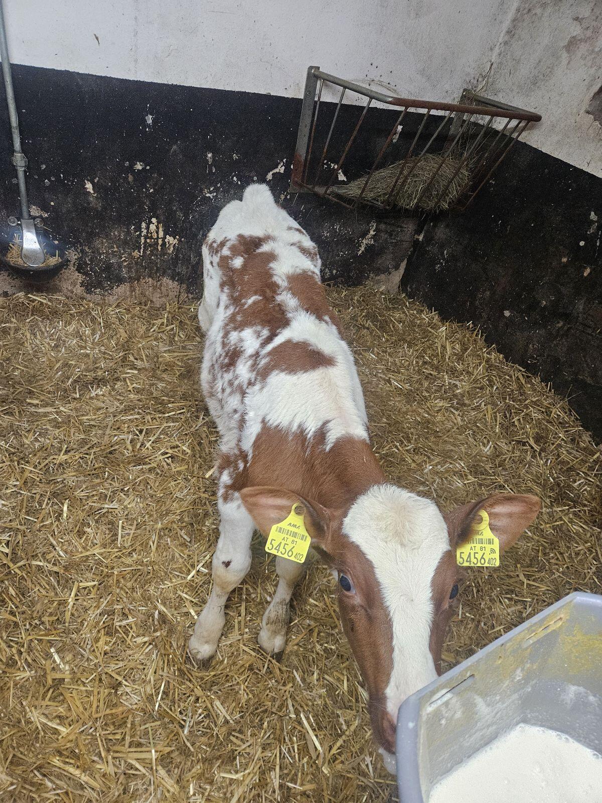 Holstein Stierkälber 2