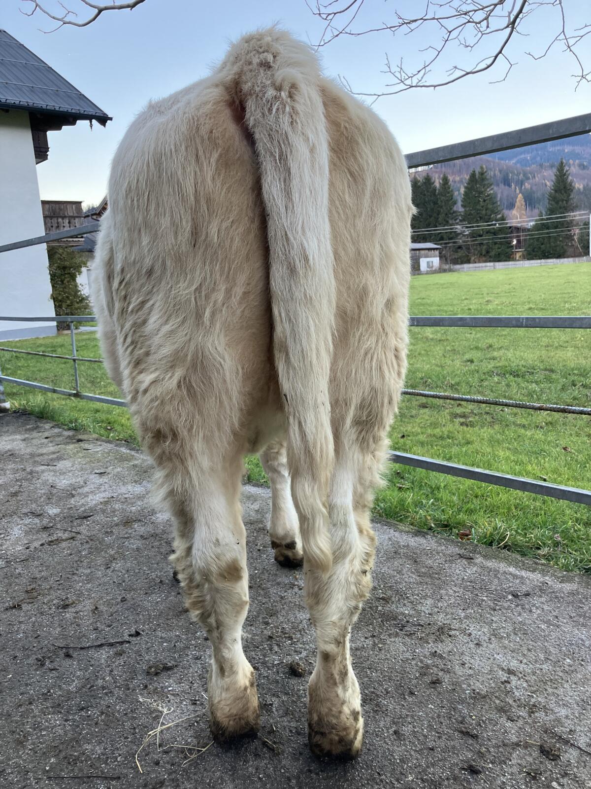 BIO-Charolaiskalbin 3