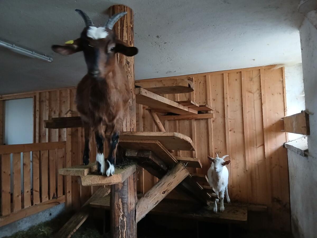 Ziegen 1