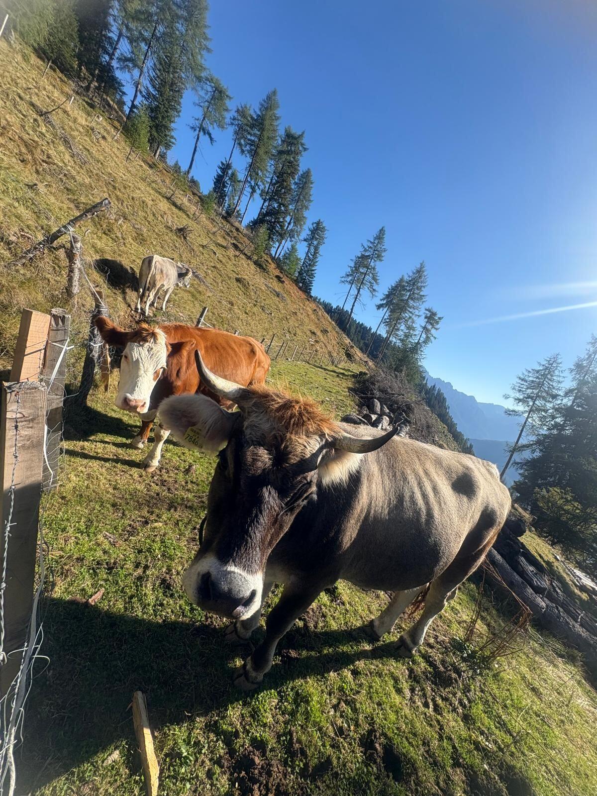 Tiroler Grauvieh Kuh 1