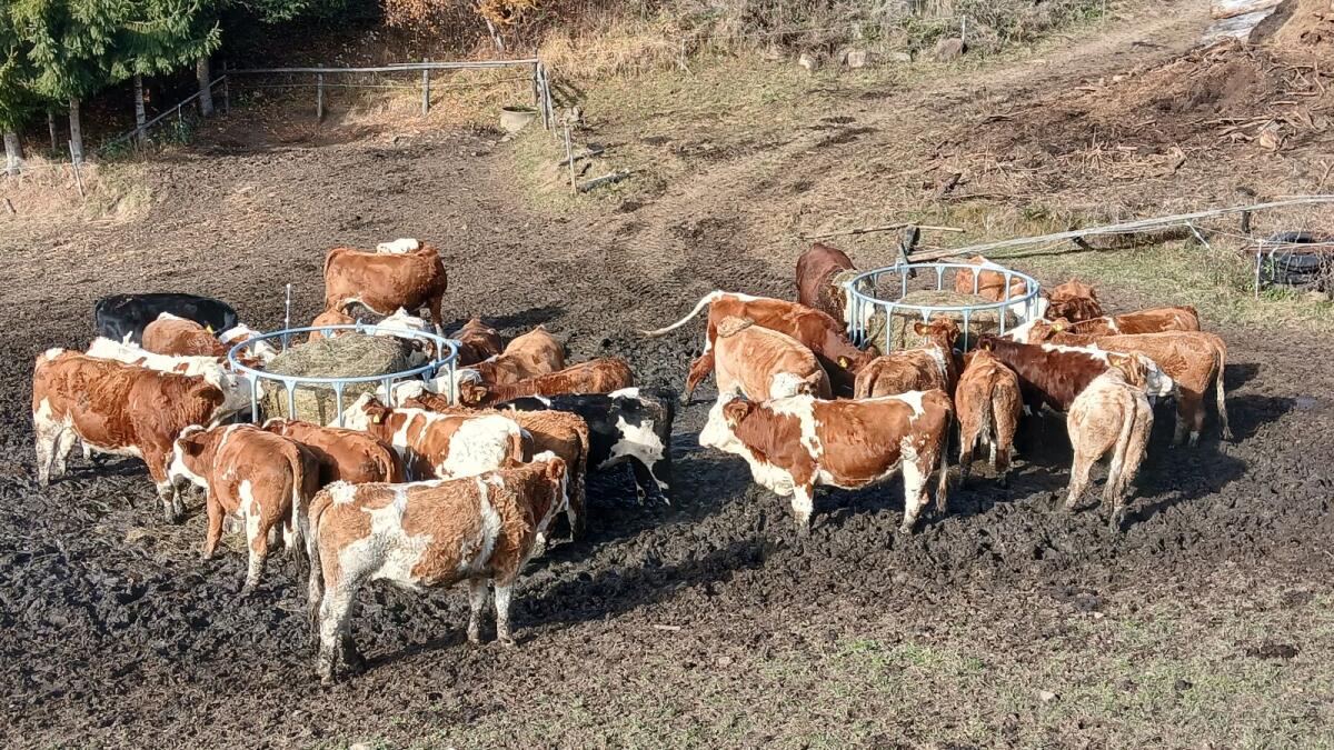 Mehrere Bio-Kalbinnen hochträchtig 1