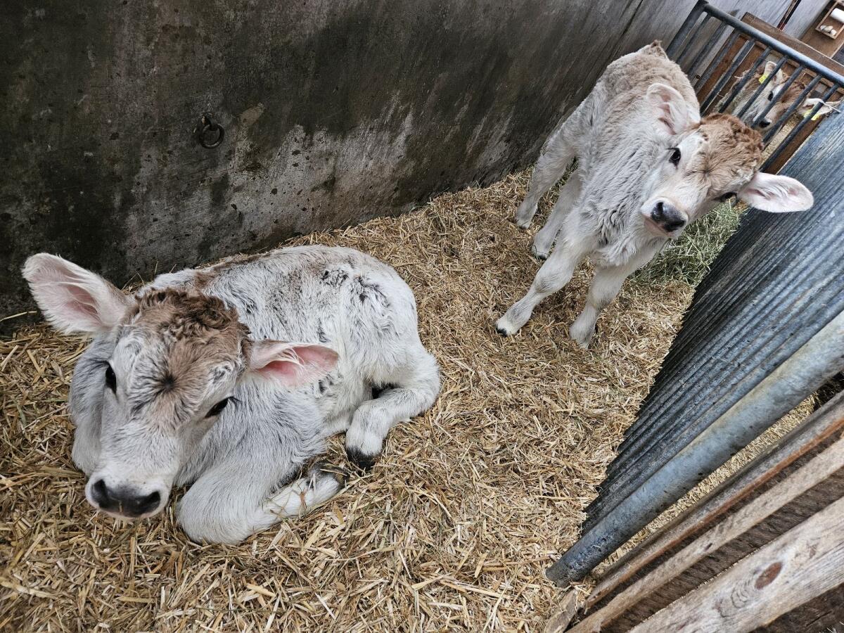 Tiroler Grauvieh Stierkälber 2