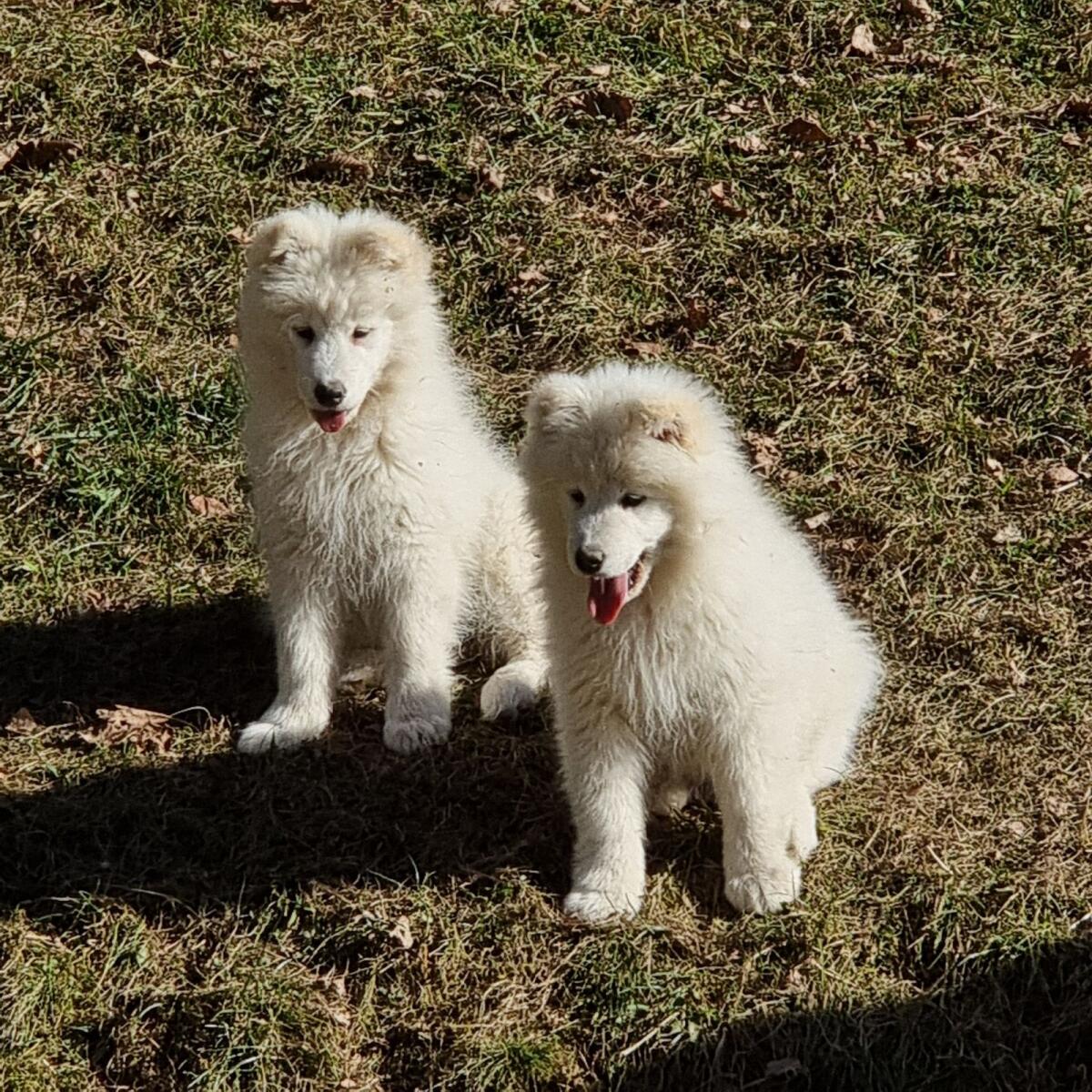 Entzückende reinrassige Samojeden-Welpen 3