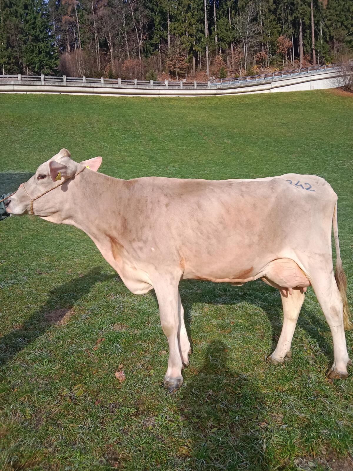 Brown Swiss Erstlingskuh 3