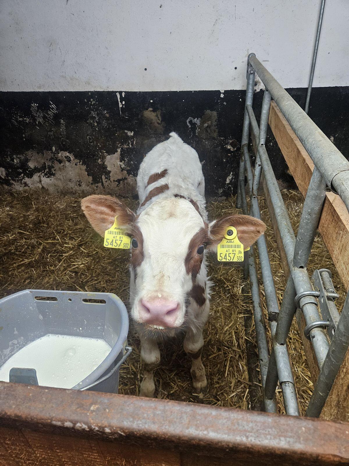 Holstein Stierkälber 3