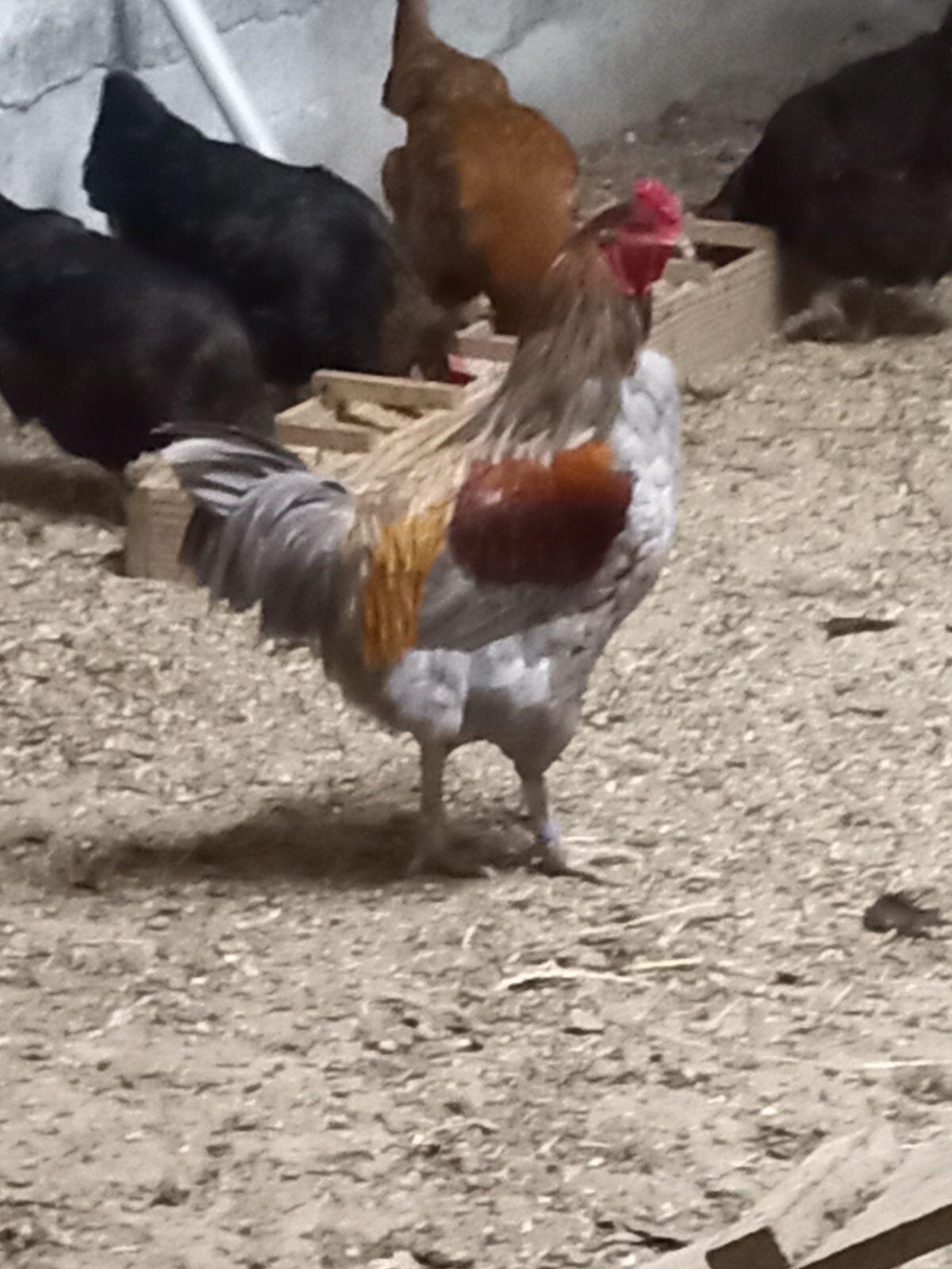 2 x Olivlegerhähne 2